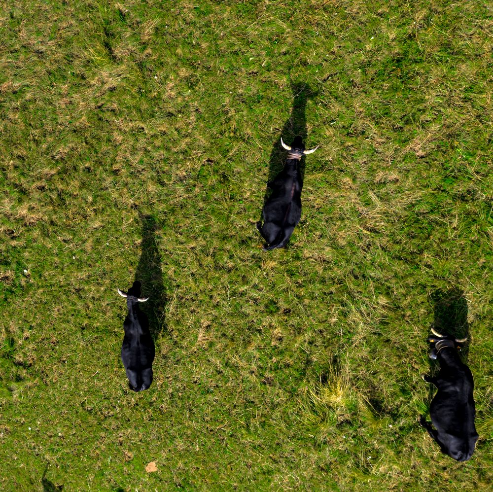 Drone photo of grazing cows from above. Green meadow, pasture, summer.