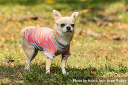 Brown chihuahua wearing pink and gray striped shirt 5qKVKb