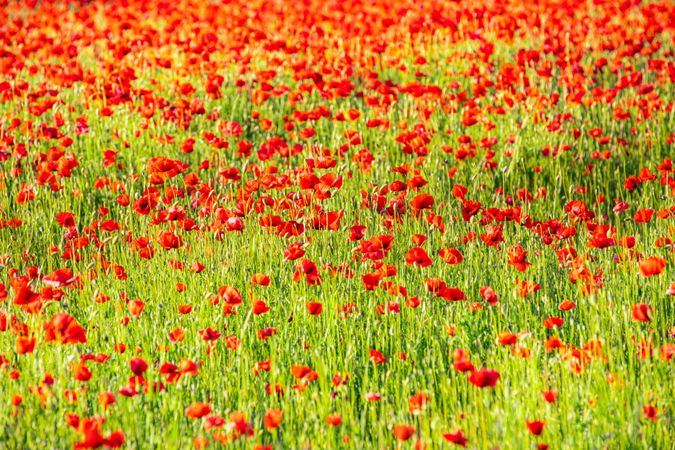 Many red poppies in a green field