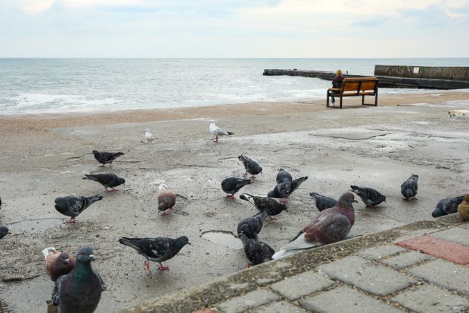 Many pigeons near the sea, on the shore
