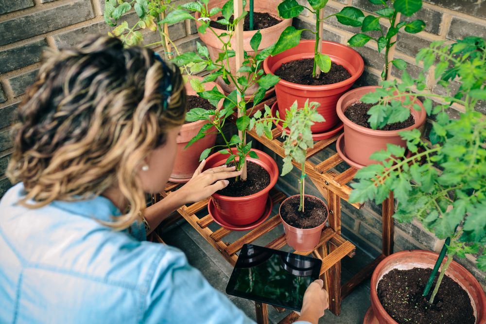 Woman using digital tablet while caring plants of urban garden on terrace