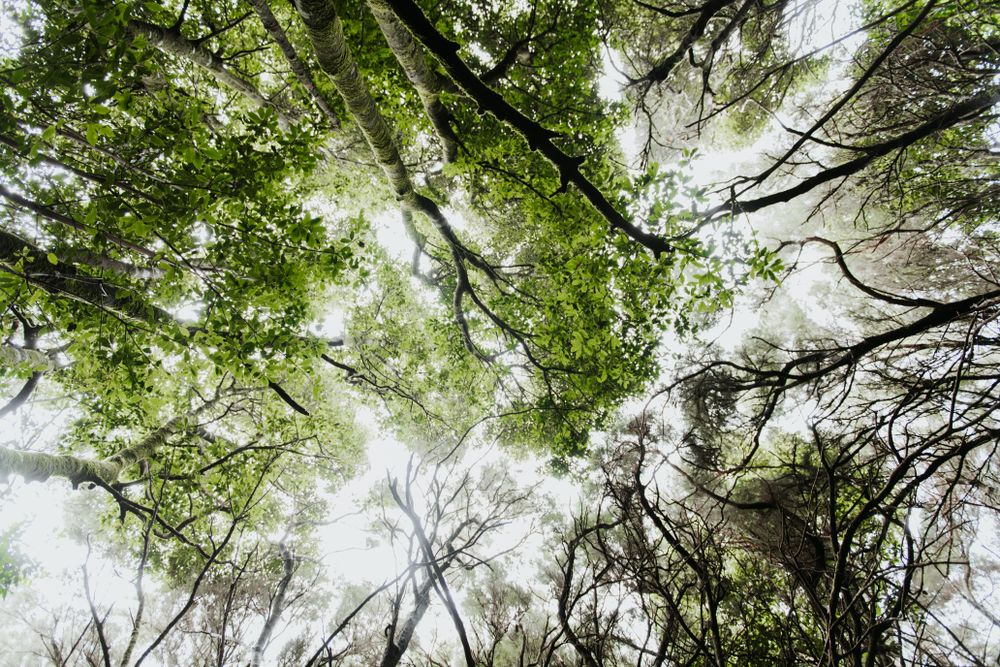 Green treetops in forest