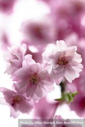 Beautiful feathery pink cherry blossom flowers 5rrL25