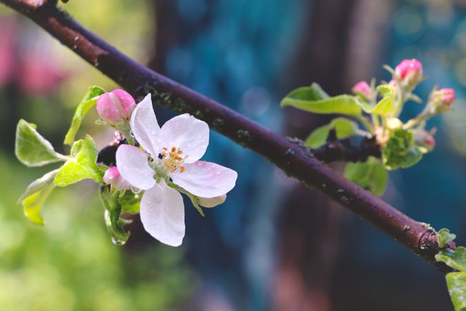 Fowers of the cherry or apple blossom. Sakura flower.