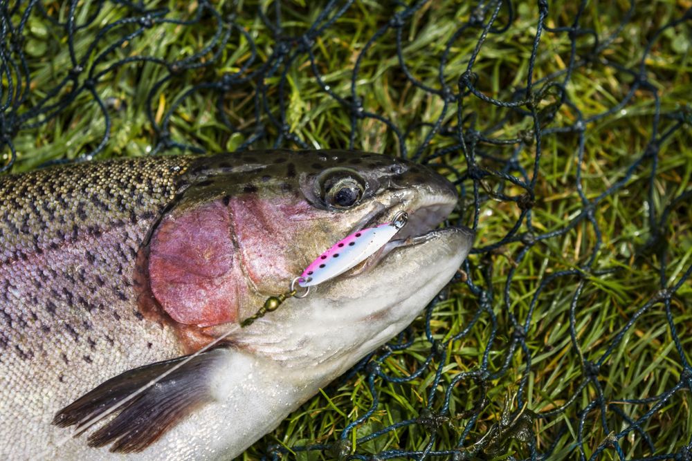 Fish lying on grass