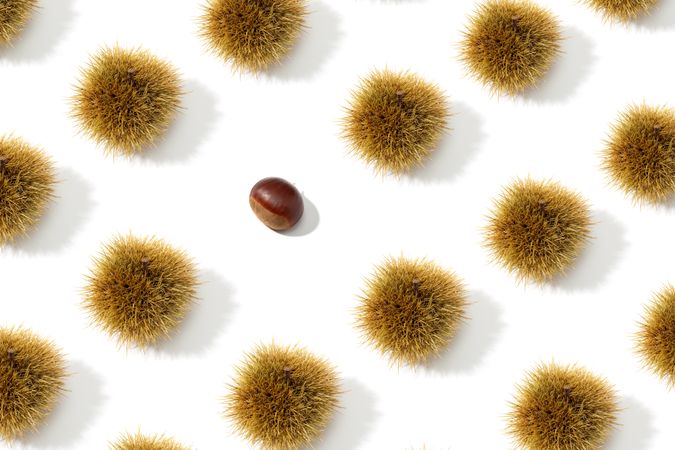 Sweet Chestnut and husk pattern background