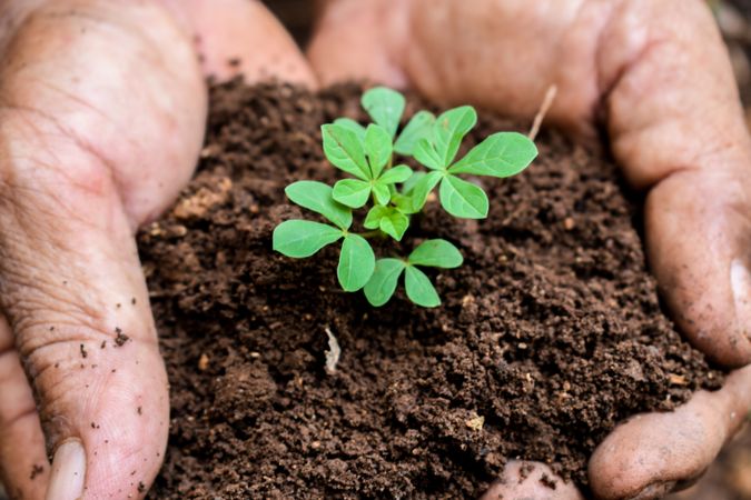 Close up of hands holding soil with young plant