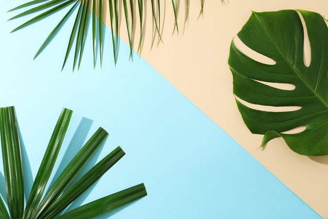 Different palm leaves on two color background, copy space