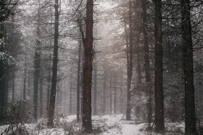 Winter forest with snowy trees