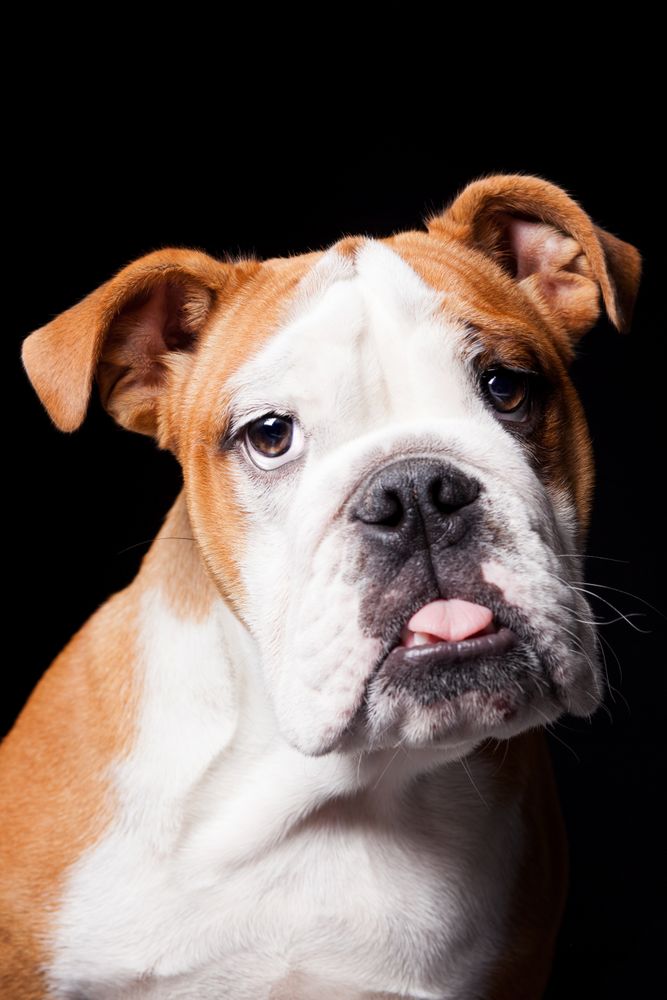 Amazing dog staring at camera