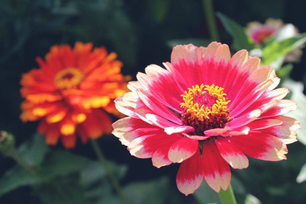 Red and orange flowers are in green leaves. Two dahlias flowers in summer day.