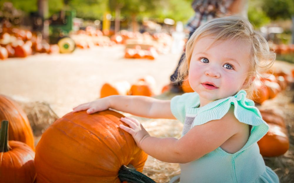 Cute Baby Girl Having Fun at the Pumpkin Patch on a Sunny Fall Day.
