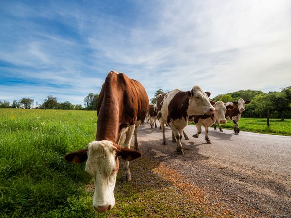 Beautiful red cows return from the pasture to the farm. Evening sun, beautiful nature.