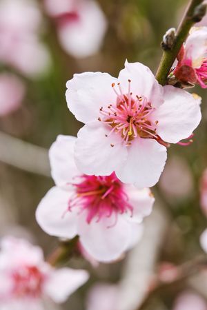 Cherry blossom sprig with gentle flowers in garden
