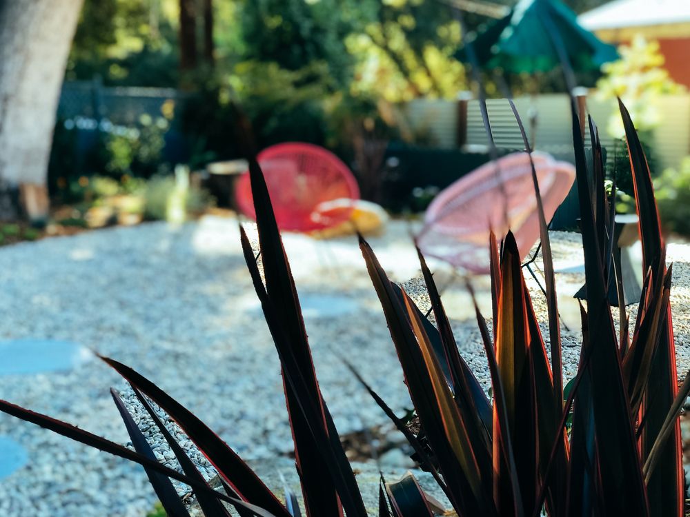 Close up flax plant with patio in background
