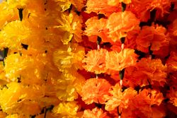 Close up of bright flowers