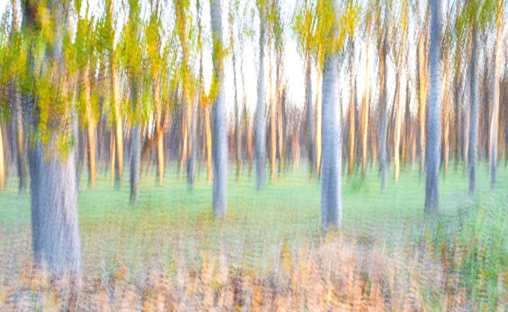 Blurred trees in forest