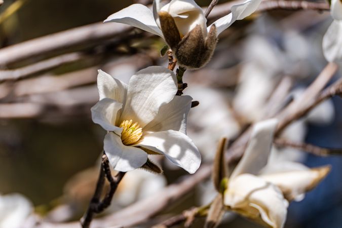 Blooming magnolia tree in the spring park