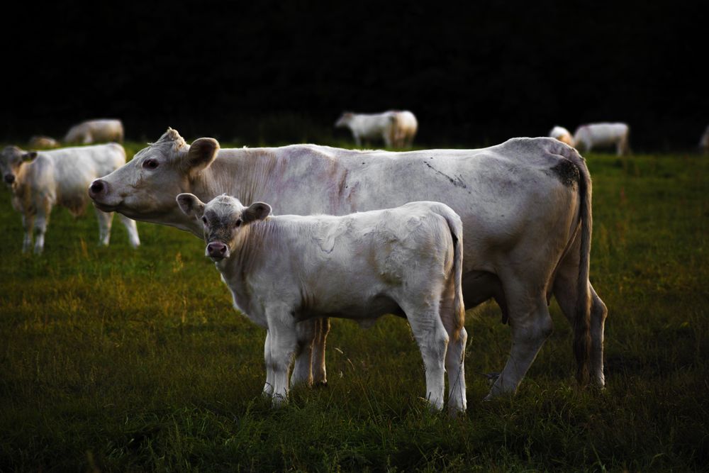 Cow and calf on green grass