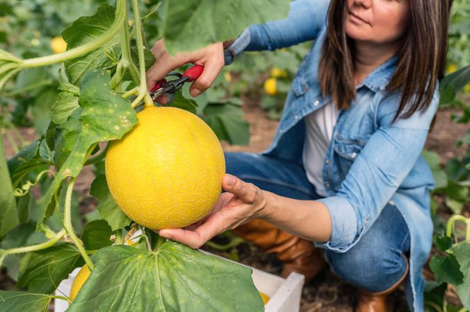 Farmer using secateurs while harvesting ripe melons in greenhouse