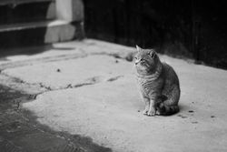 Chubby cat sits and watches the street from the sidewalk