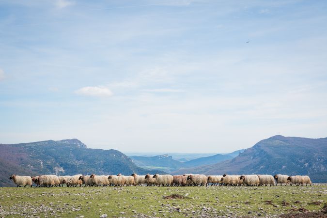 Herd of mountain sheep in field