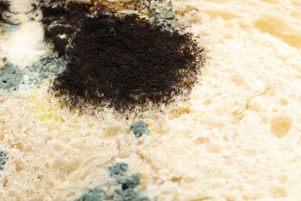 Mold on food, bread, close-up, side view.