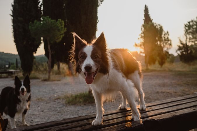 Border Collie dog standing on round metallic pedestal in countryside
