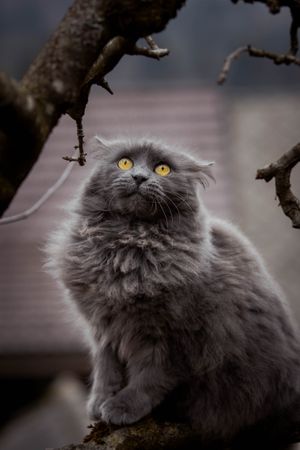 Gray cat with yellow eyes on tree branch