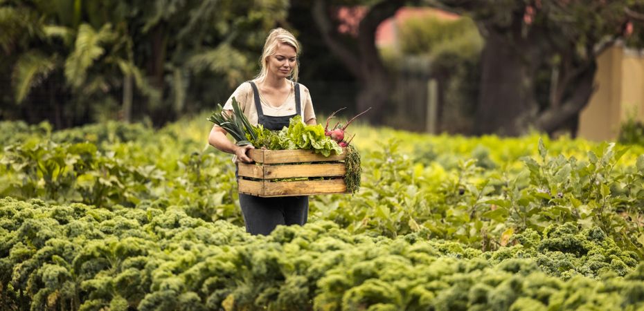 Blonde farmer holding a box full of freshly picked produce while walking though her garden