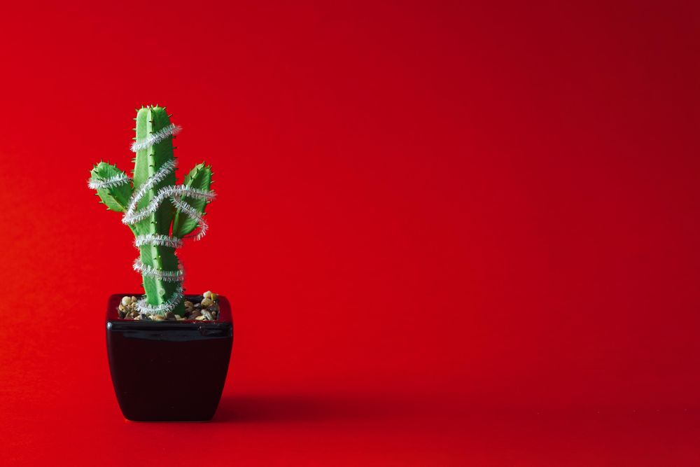 Cactus in pot with Christmas garland decoration