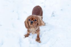 Cavalier spaniel standing in the snow