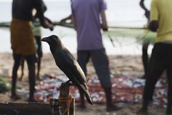 Fish crow near anonymous fishermen