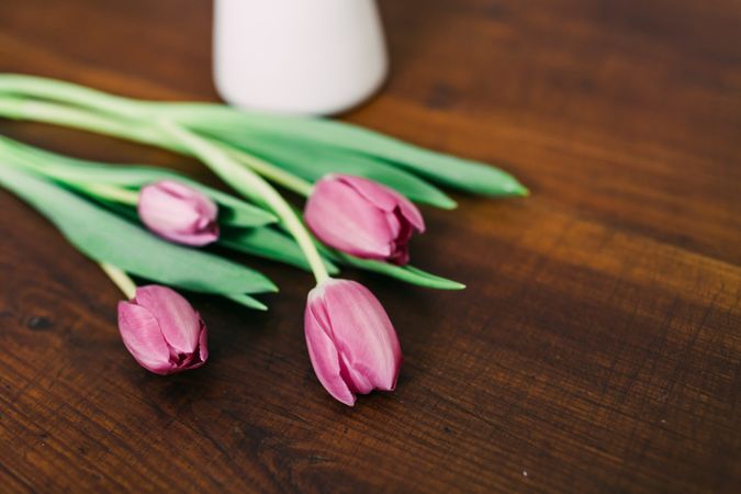 Pink tulips on clear background