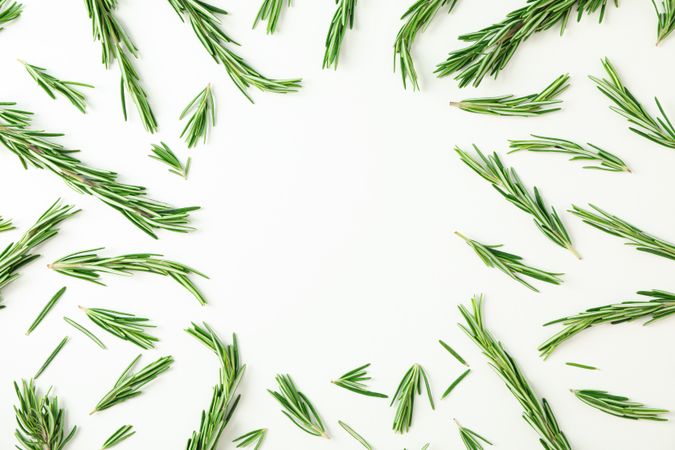 Flat lay composition with rosemary on blank background, space for text