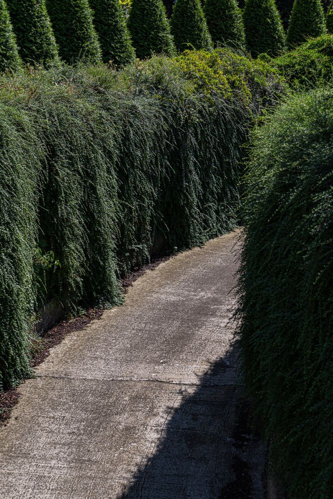 Sunny day time road with thuja trees