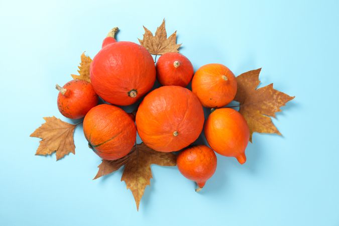 Composition with pumpkins and leaves on blue background, copy space