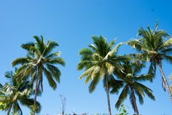 Coconut Palm Trees, Beautiful Tropical Background, Summer Concept.