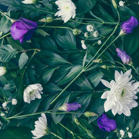 Layout made of green leaves and purple flowers