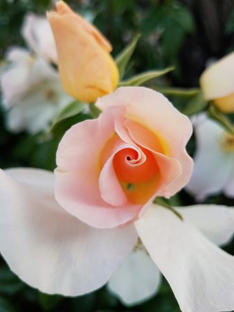 Peach rose blossom, close up