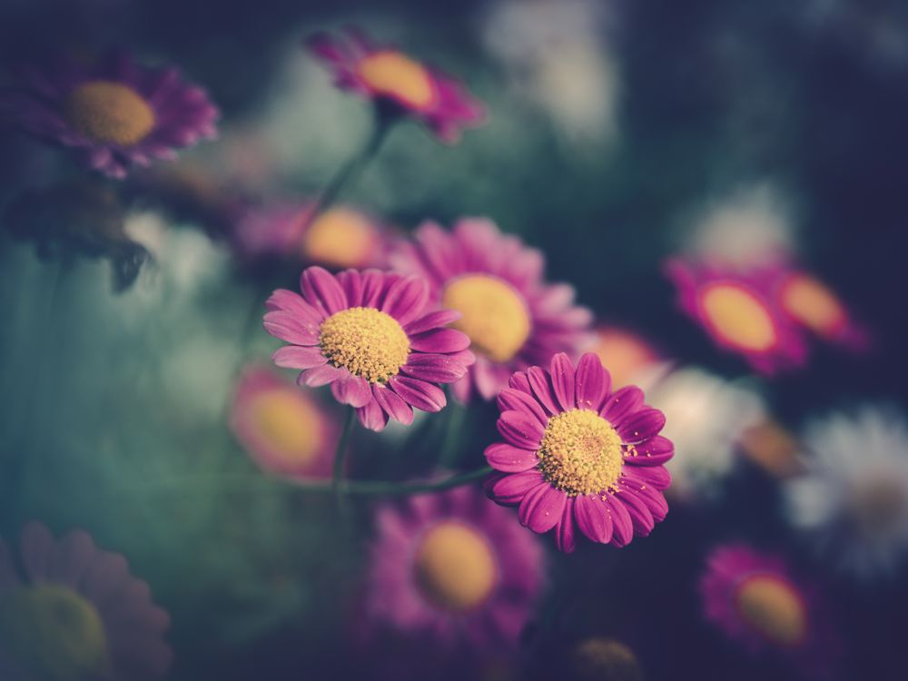 Pretty flower growing in garden