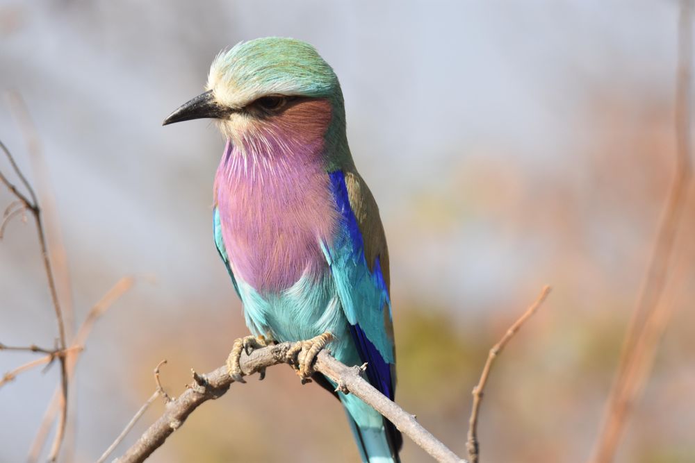 Rollers bird perching on tree