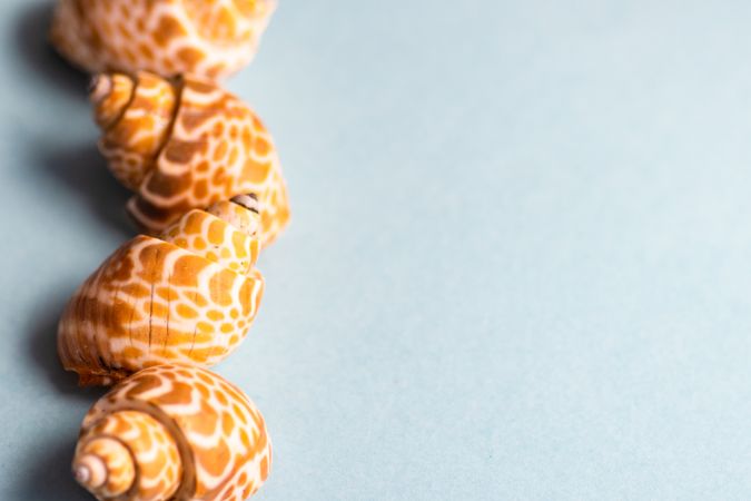 Patterned sea stars on grey background