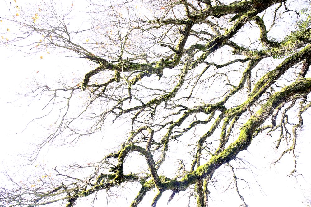 Green branches covered with moss