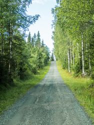 Gravel road in summer forest