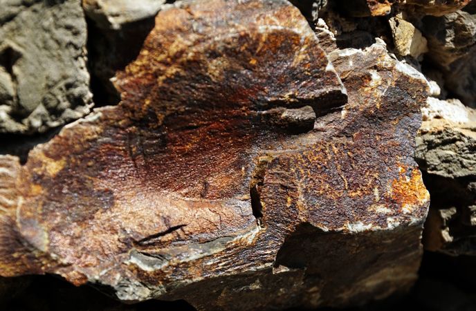 Texture of natural lichen on tree bark