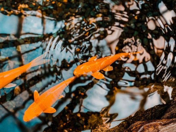 Three yellow koi fish in water reflecting trees