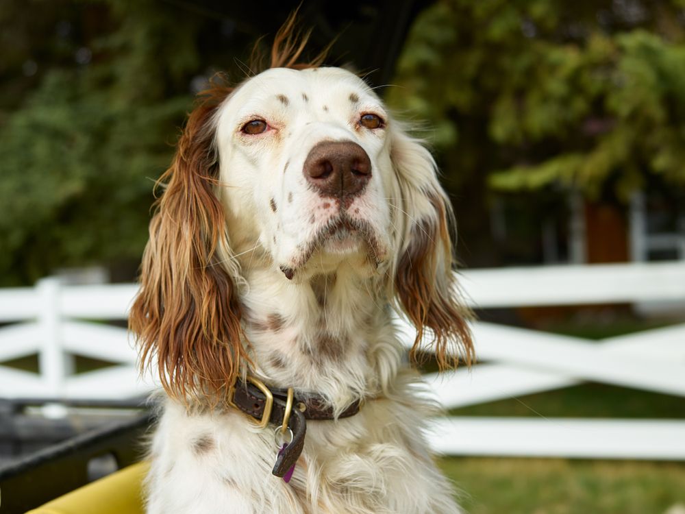 Llewellin setter at Big Creek cattle ranch near the towns Riverside, Wyoming