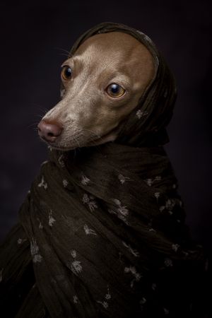 Italian Greyhound dog with scarf