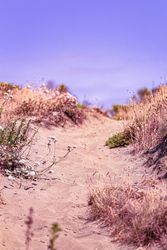 Vegetation growing in sand under blue sky